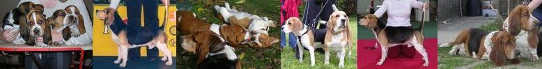 Brsonyfl-Erdkerl Beagle kennel